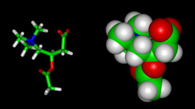 Molecular Model of Acetyl-L-Carnitine