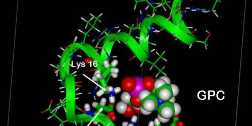 Molecular Modeling of GPC and Abeta