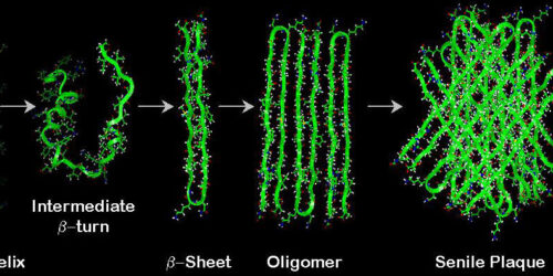 schematic of Ab aggregation