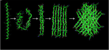 imbedded protein fragment